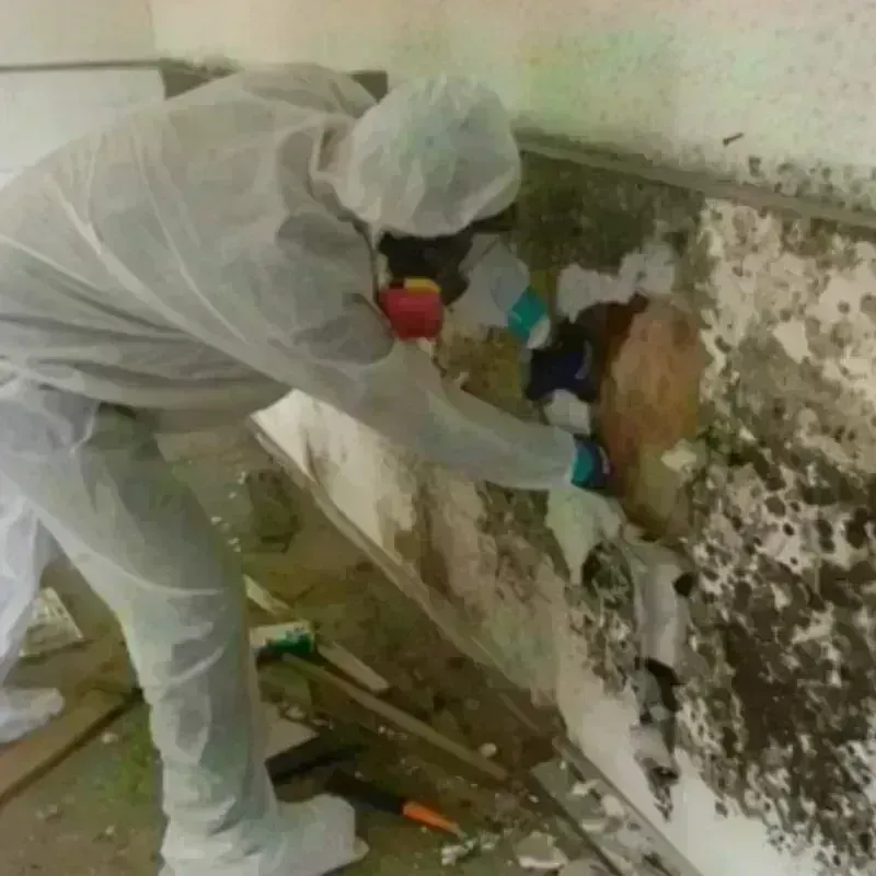 Mold Remediation and Removal in Blanchard, LA